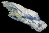 Vibrant Blue Kyanite Crystal In Quartz - Brazil #80381-1
